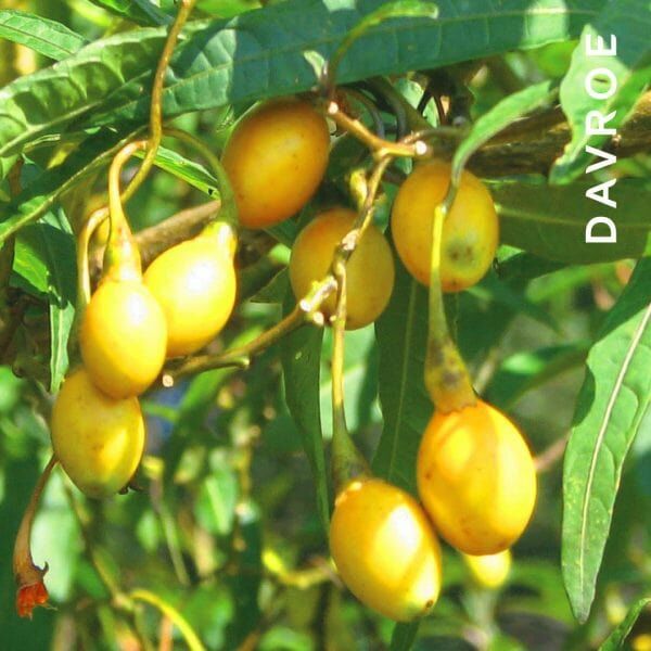 DAVROE 平衡深層淨化露 200ML