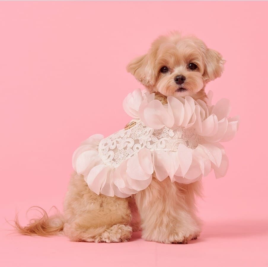 【Cotton Dog】 花瓣蕾絲透視華麗優雅寵物背帶【奶油色】