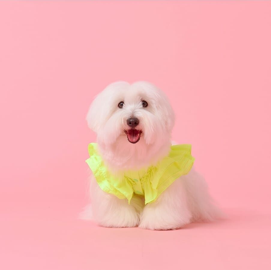 【Cotton Dog】 華麗優雅寵物背帶【熒光黃】