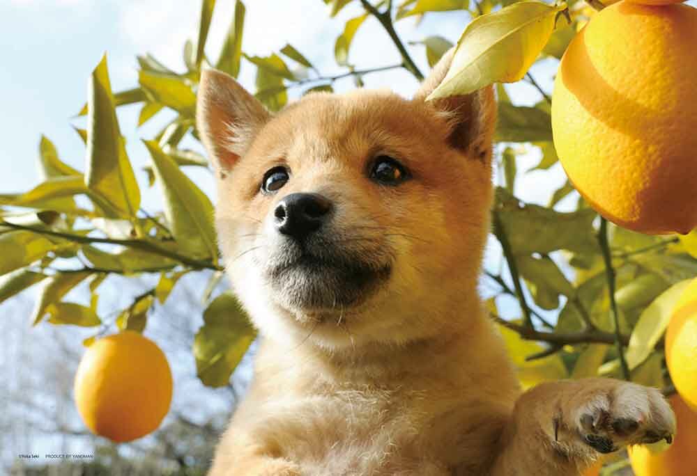 坤坤！ 聞起來很香 (大件尺寸)