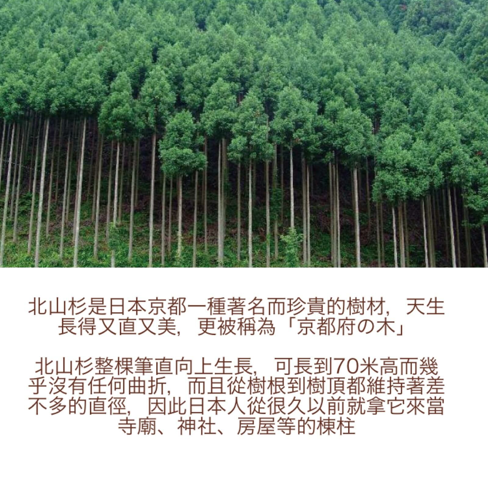 木露 北山杉精油