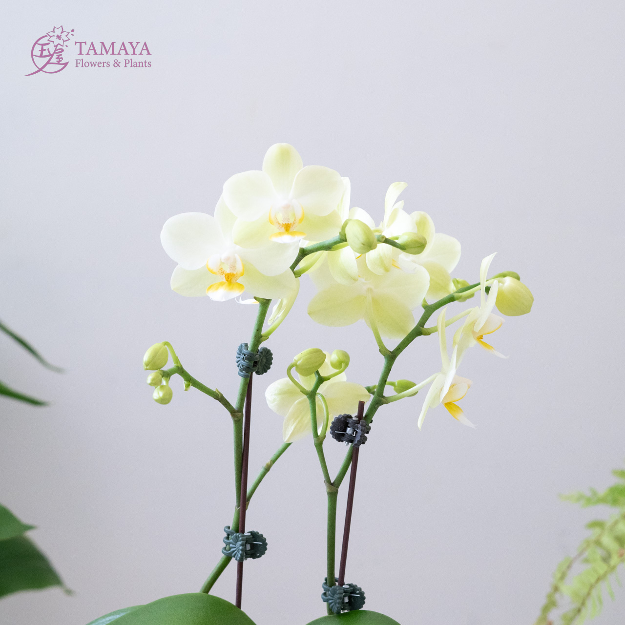 PHALAENOPSIS 蝴蝶兰盆栽植物兰花- IKEA