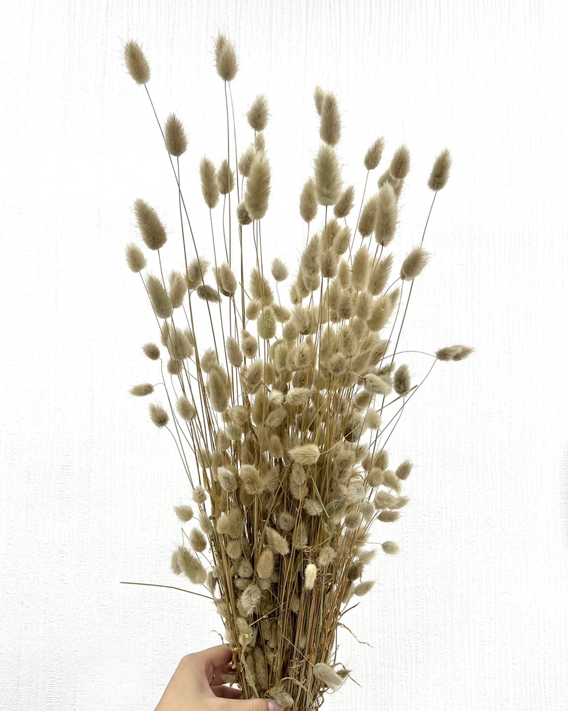 荷蘭乾燥迷你兔尾草(原裝把)