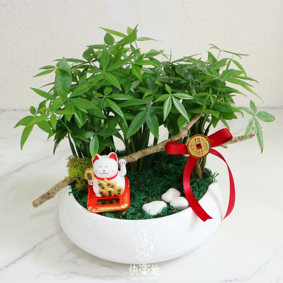 雲開見日 I 發財樹  GP210250