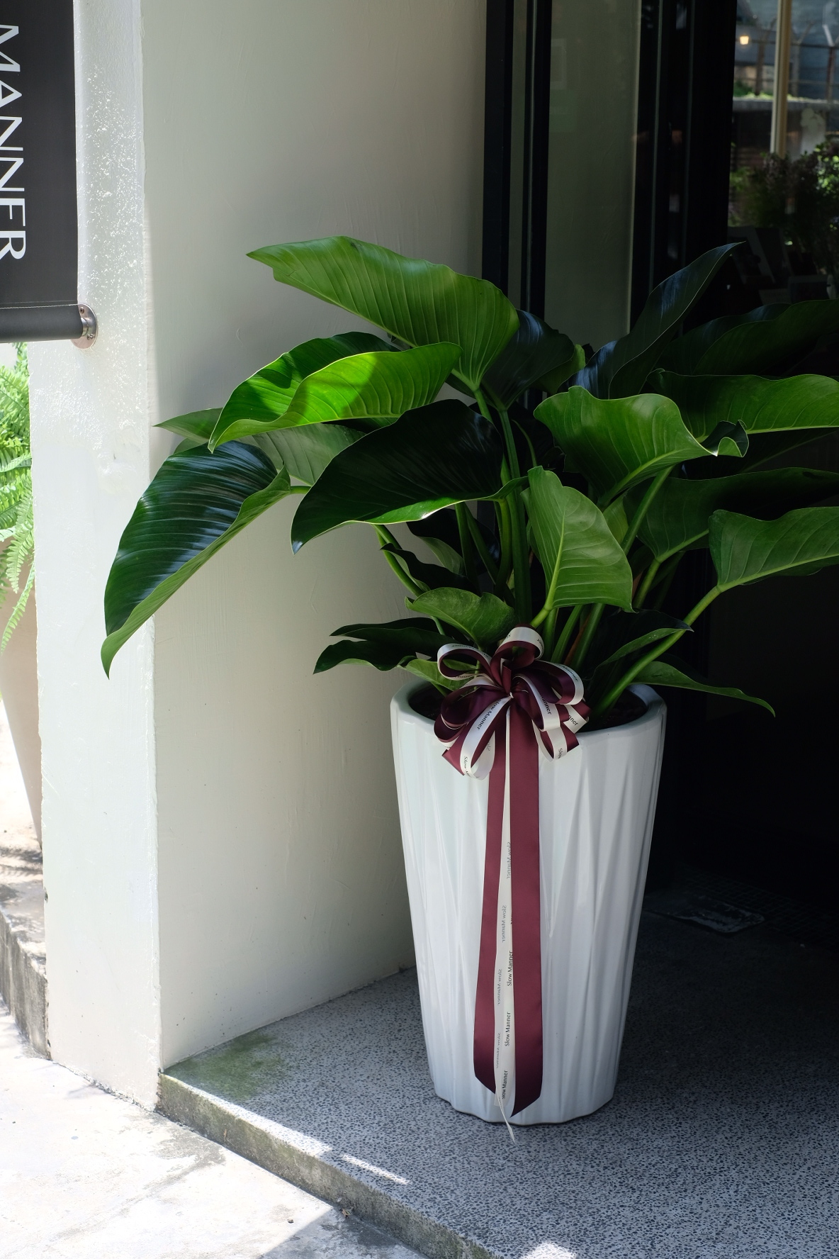 帝王蔓綠絨 [開幕 喬遷 升官 祝賀]