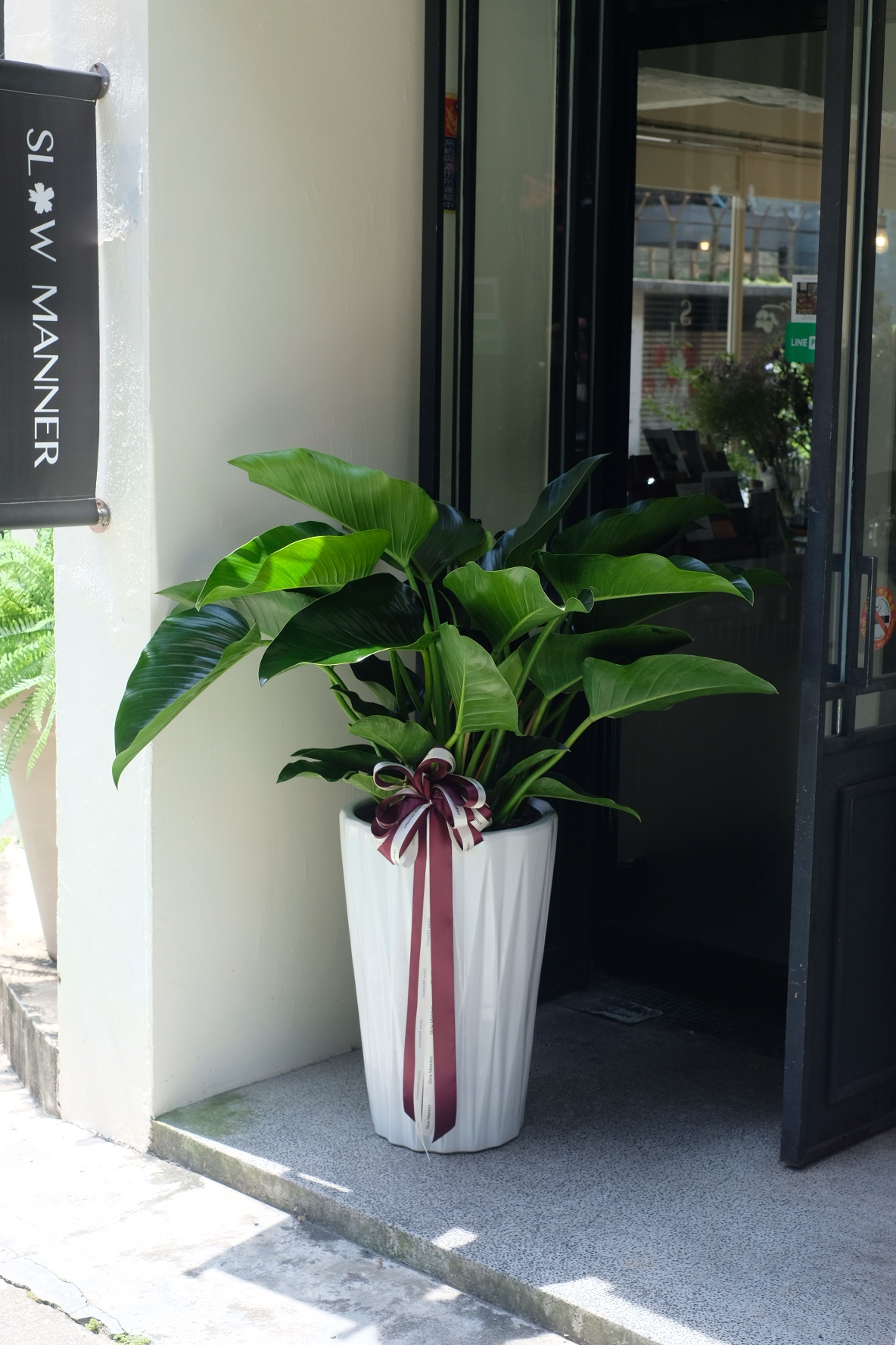 帝王蔓綠絨 [開幕 喬遷 升官 祝賀]