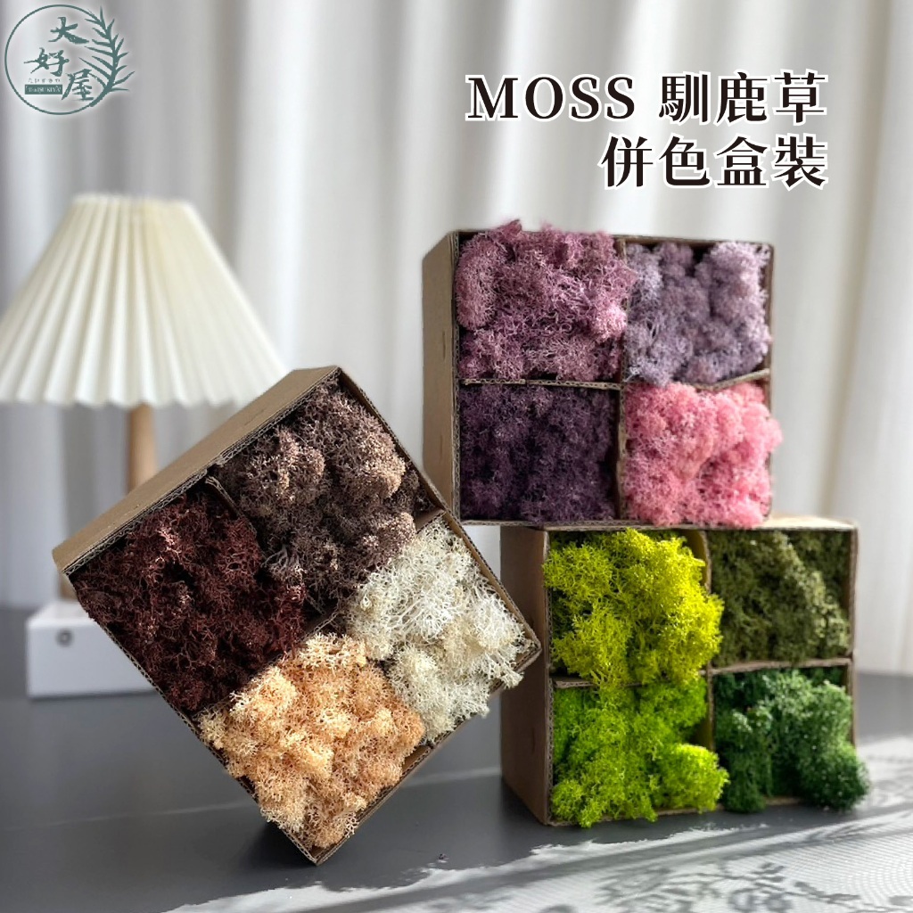 永生MOSS馴鹿草【拚色/四格紙盒】