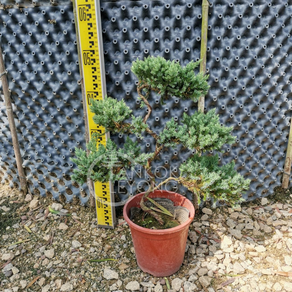 TKL - Outdoor Bonsai FengShui Plant Kishu Shimpaku Juniperus