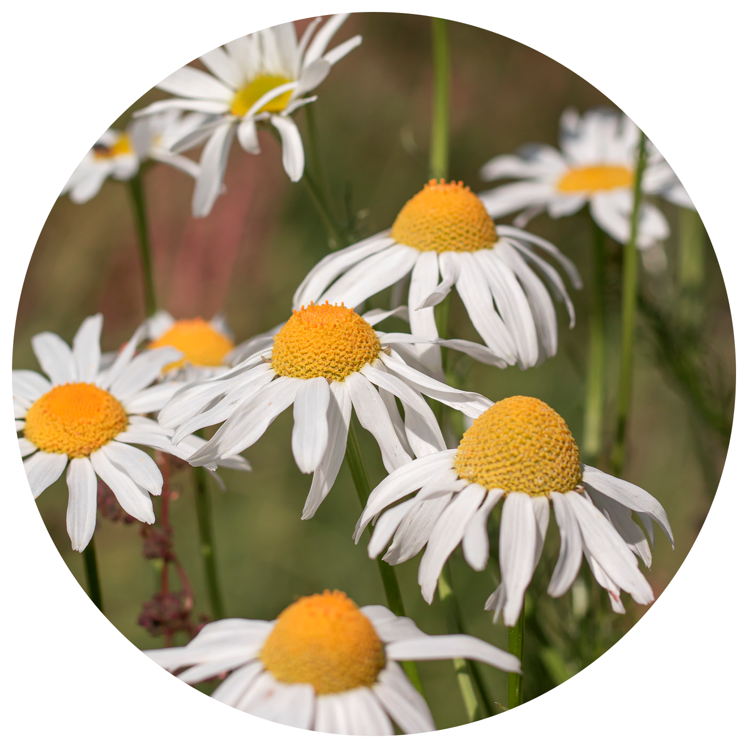 德國洋甘菊精油