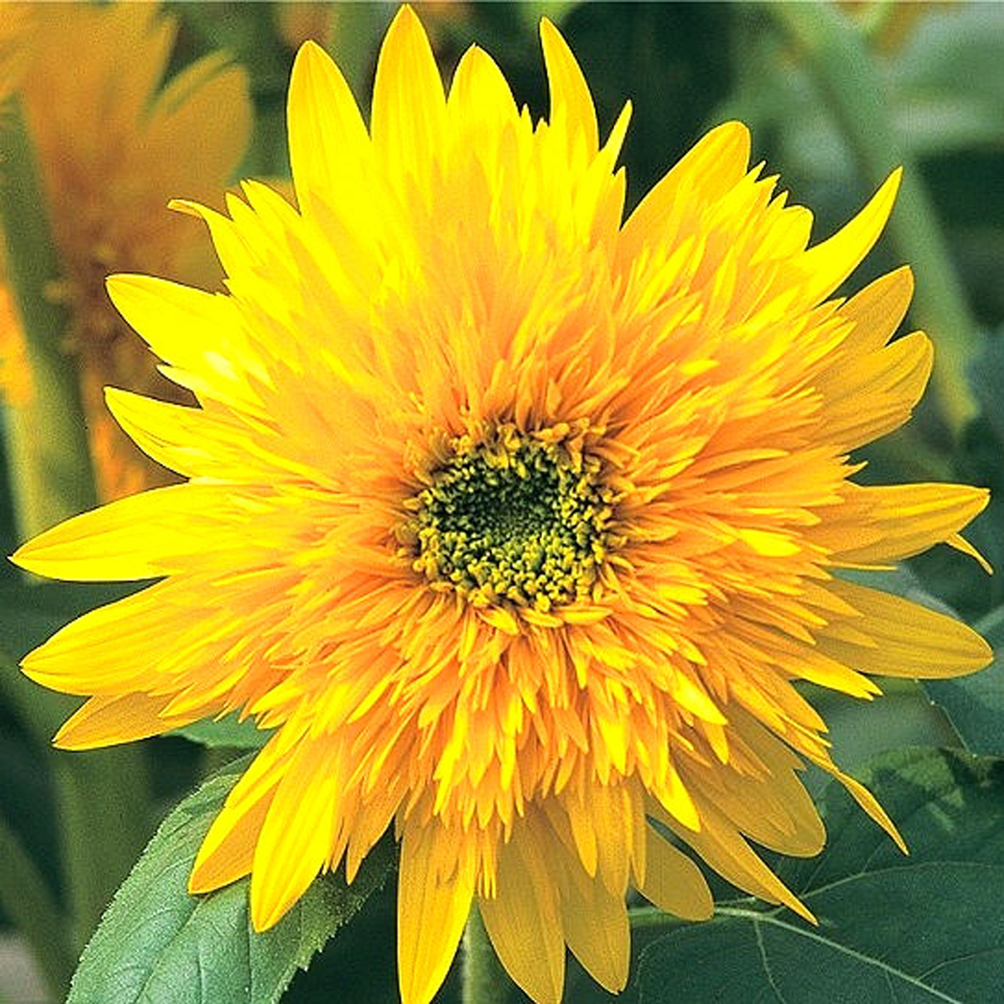 精選花卉種子HF-001向日葵-東北八重