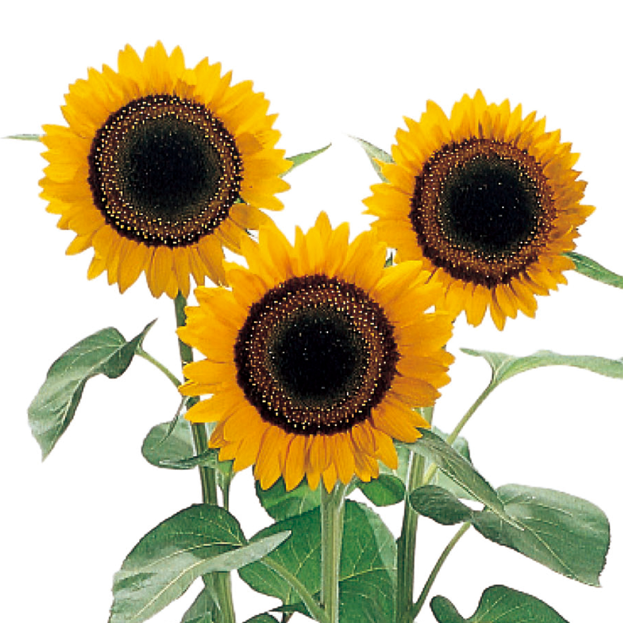 精選花卉種子HF-019 向日葵太陽-橙黃