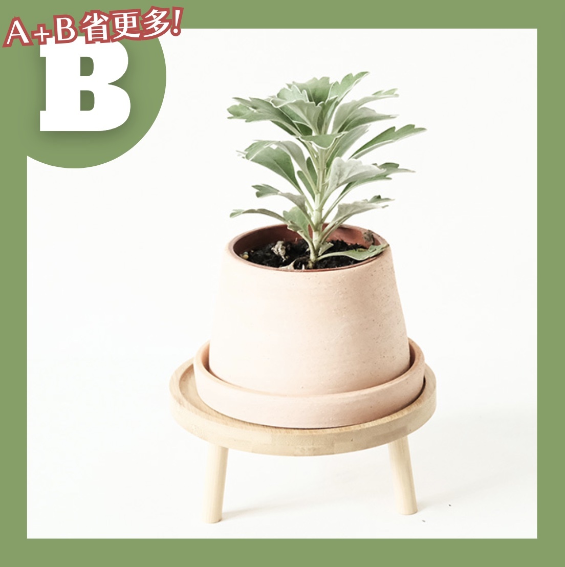 【𝐂𝐡𝐞𝐧’𝐬 𝐏𝐥𝐚𝐧𝐭限定聯名】迎賓菊