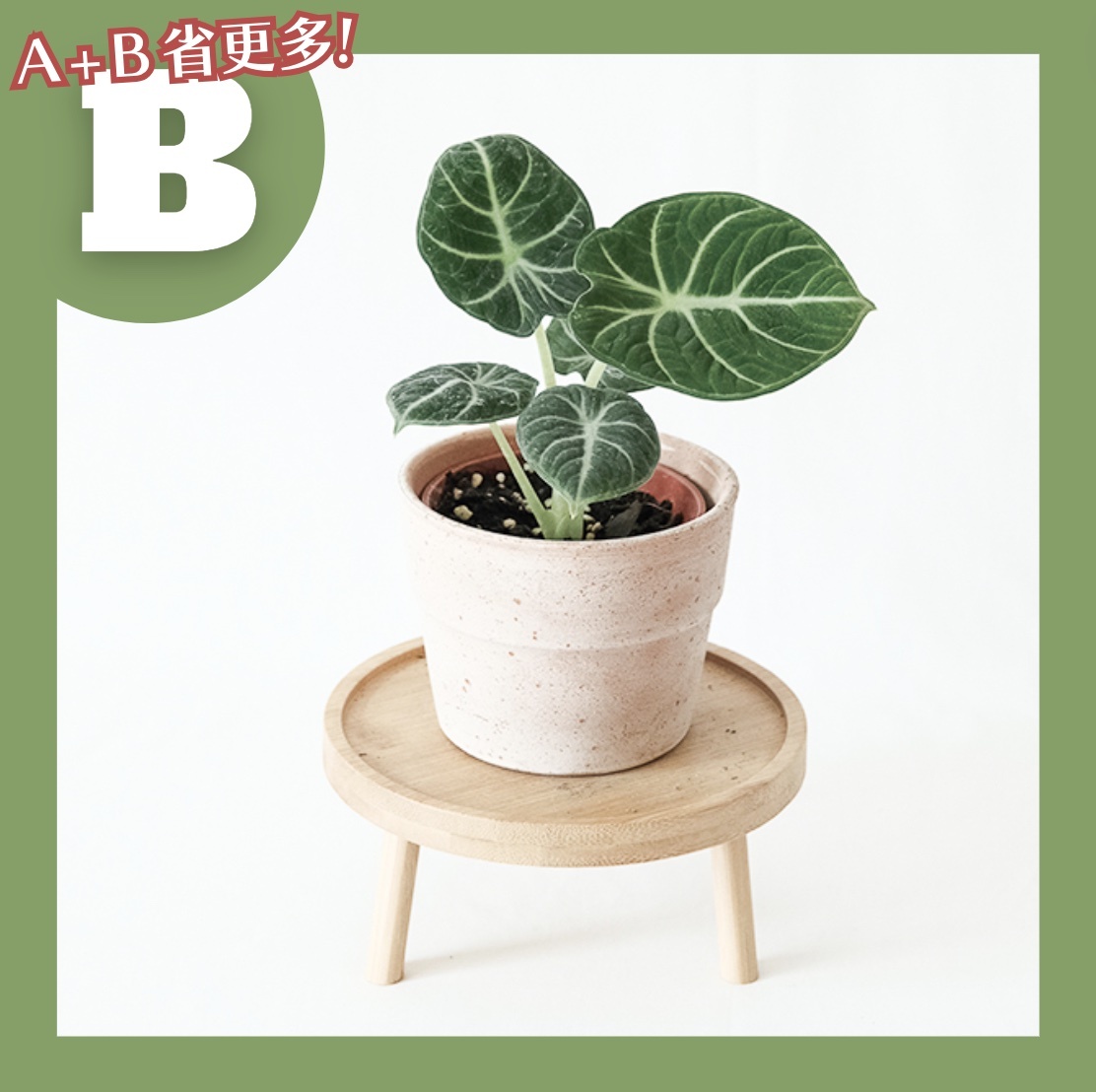 【𝐂𝐡𝐞𝐧’𝐬 𝐏𝐥𝐚𝐧𝐭限定聯名】忍者觀音蓮