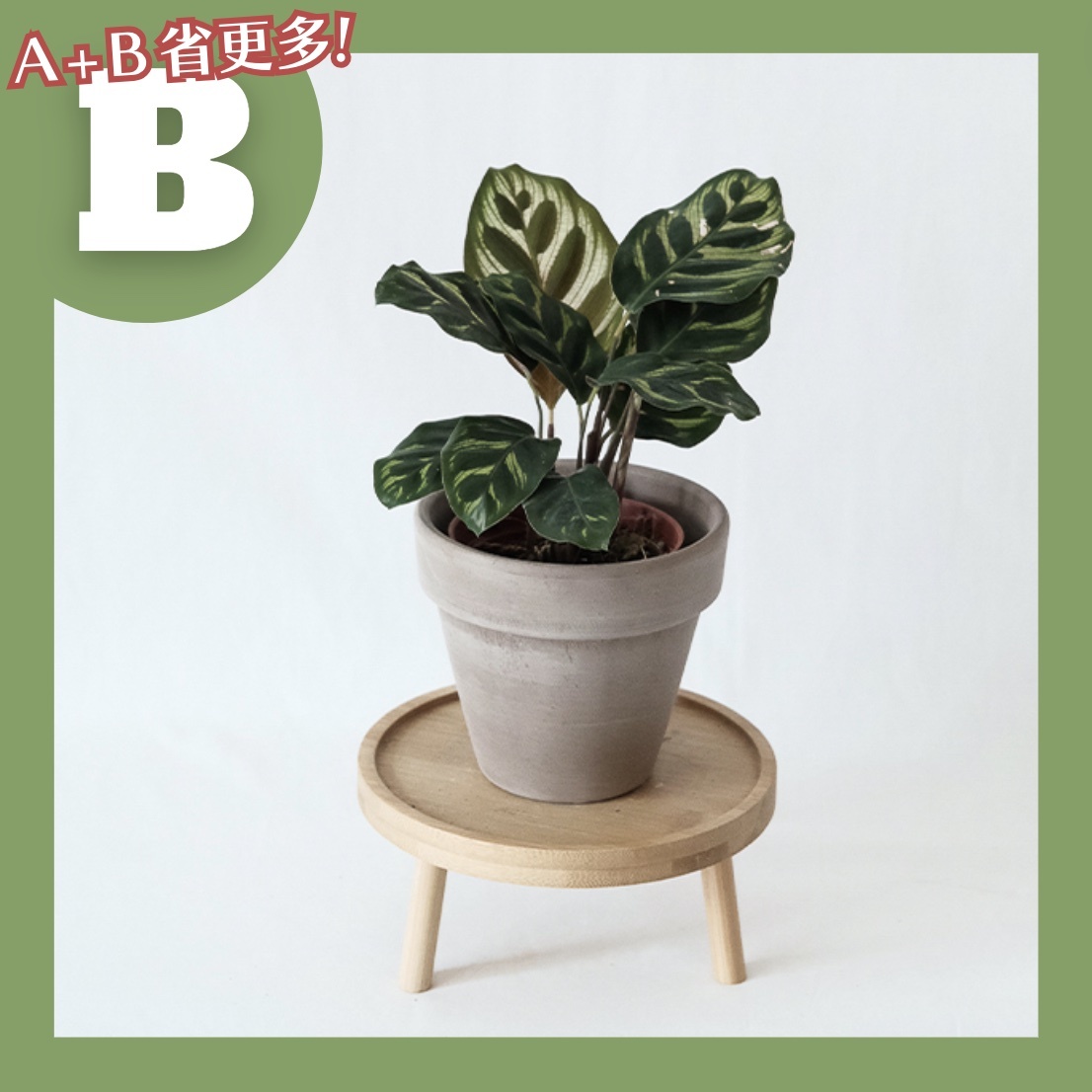 【𝐂𝐡𝐞𝐧’𝐬 𝐏𝐥𝐚𝐧𝐭限定聯名】小孔雀竹芋