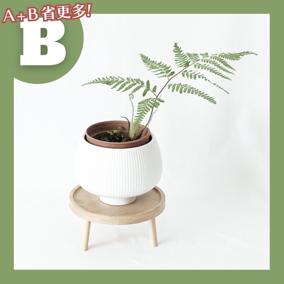 【𝐂𝐡𝐞𝐧’𝐬 𝐏𝐥𝐚𝐧𝐭限定聯名】金狗毛蕨