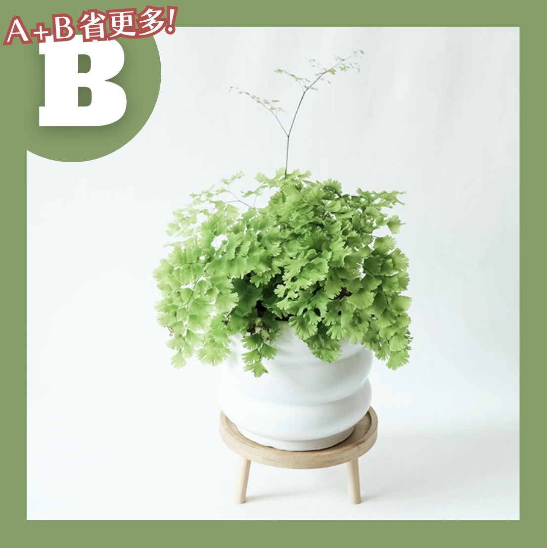 【𝐂𝐡𝐞𝐧’𝐬 𝐏𝐥𝐚𝐧𝐭限定聯名】美葉鐵線蕨