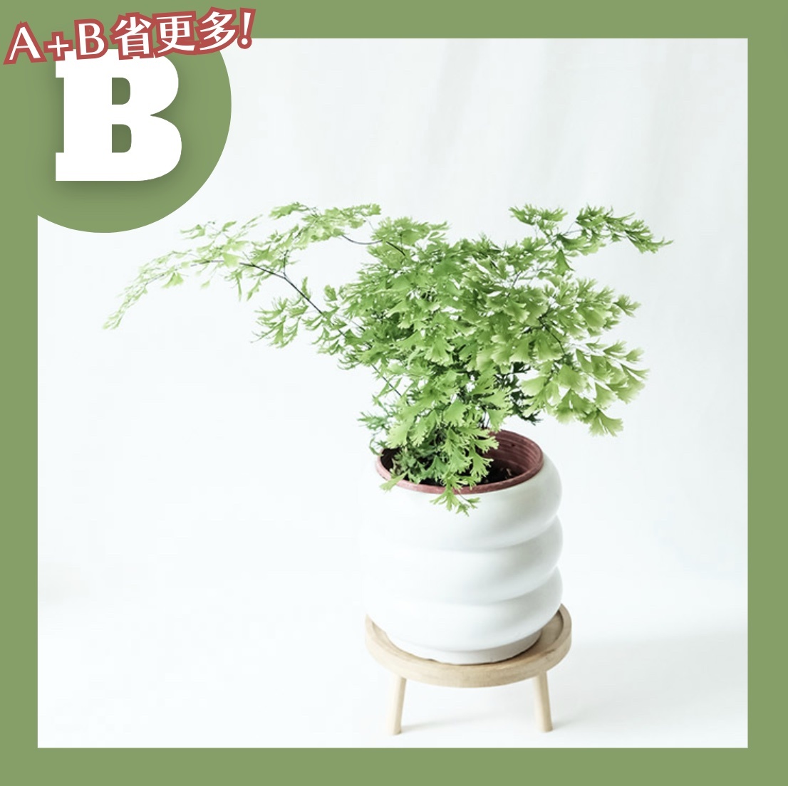 【𝐂𝐡𝐞𝐧’𝐬 𝐏𝐥𝐚𝐧𝐭限定聯名】綴化美葉鐵線蕨