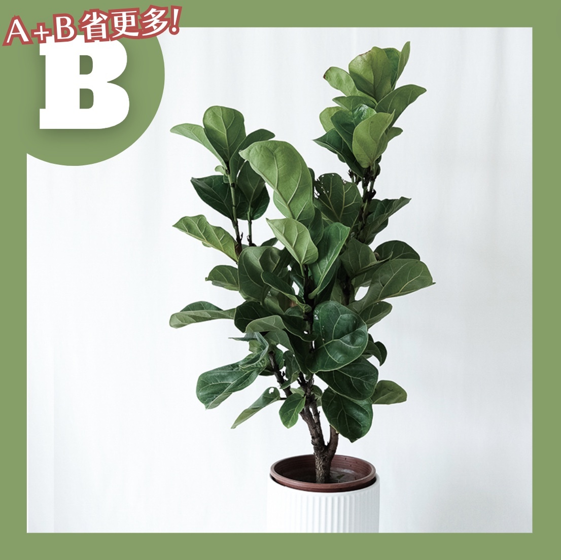 【𝐂𝐡𝐞𝐧’𝐬 𝐏𝐥𝐚𝐧𝐭限定聯名】琴葉榕