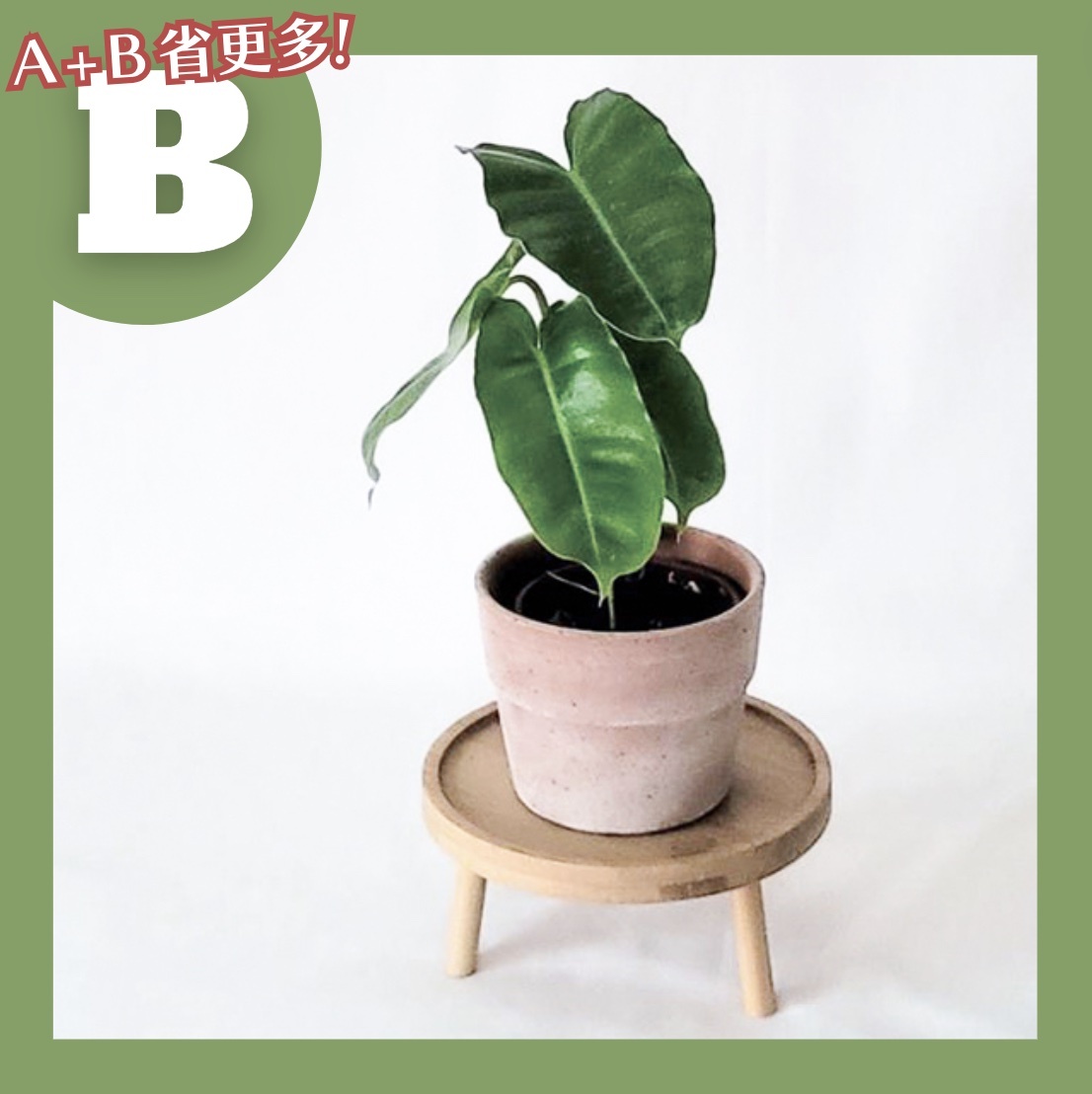 【𝐂𝐡𝐞𝐧’𝐬 𝐏𝐥𝐚𝐧𝐭限定聯名】獨角獸蔓綠絨