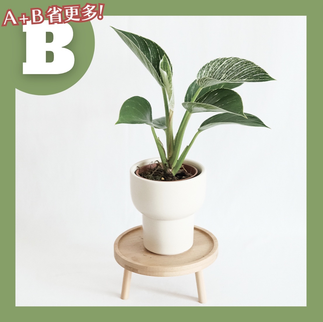 【𝐂𝐡𝐞𝐧’𝐬 𝐏𝐥𝐚𝐧𝐭限定聯名】柏金蔓綠絨