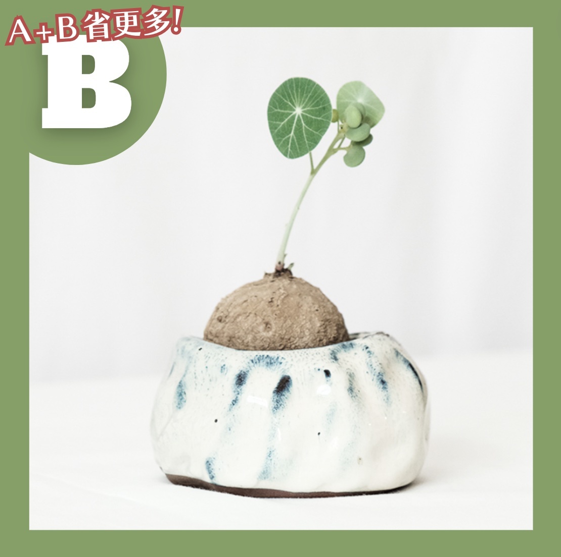 【𝐂𝐡𝐞𝐧’𝐬 𝐏𝐥𝐚𝐧𝐭限定聯名】圓葉山烏龜 (塊根5-6cm)