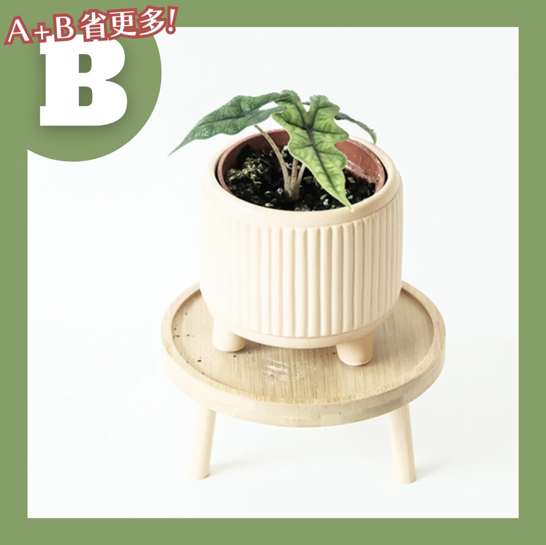 【𝐂𝐡𝐞𝐧’𝐬 𝐏𝐥𝐚𝐧𝐭限定聯名】傑克觀音蓮