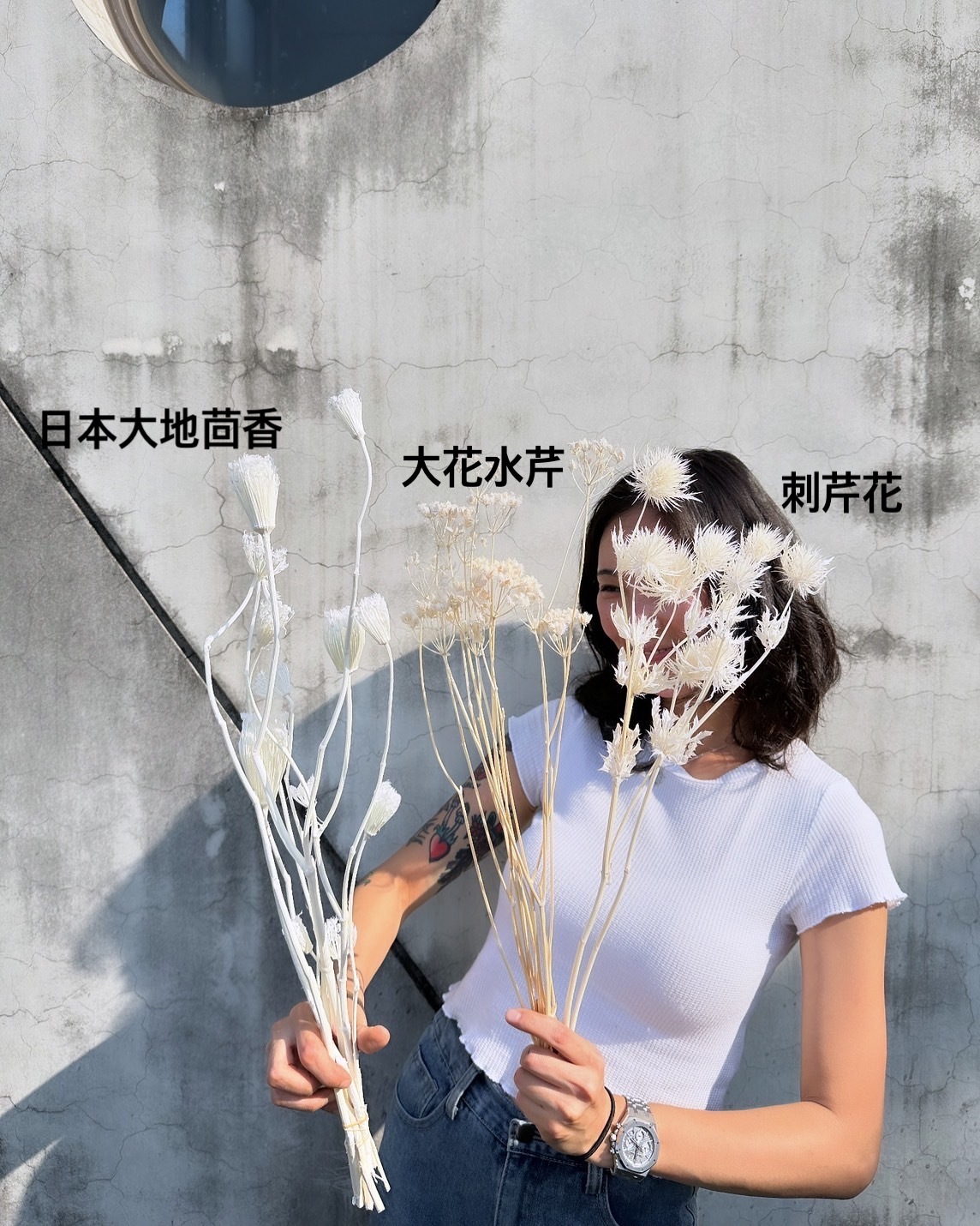 茴香 大花水芹 刺芹花（日本）