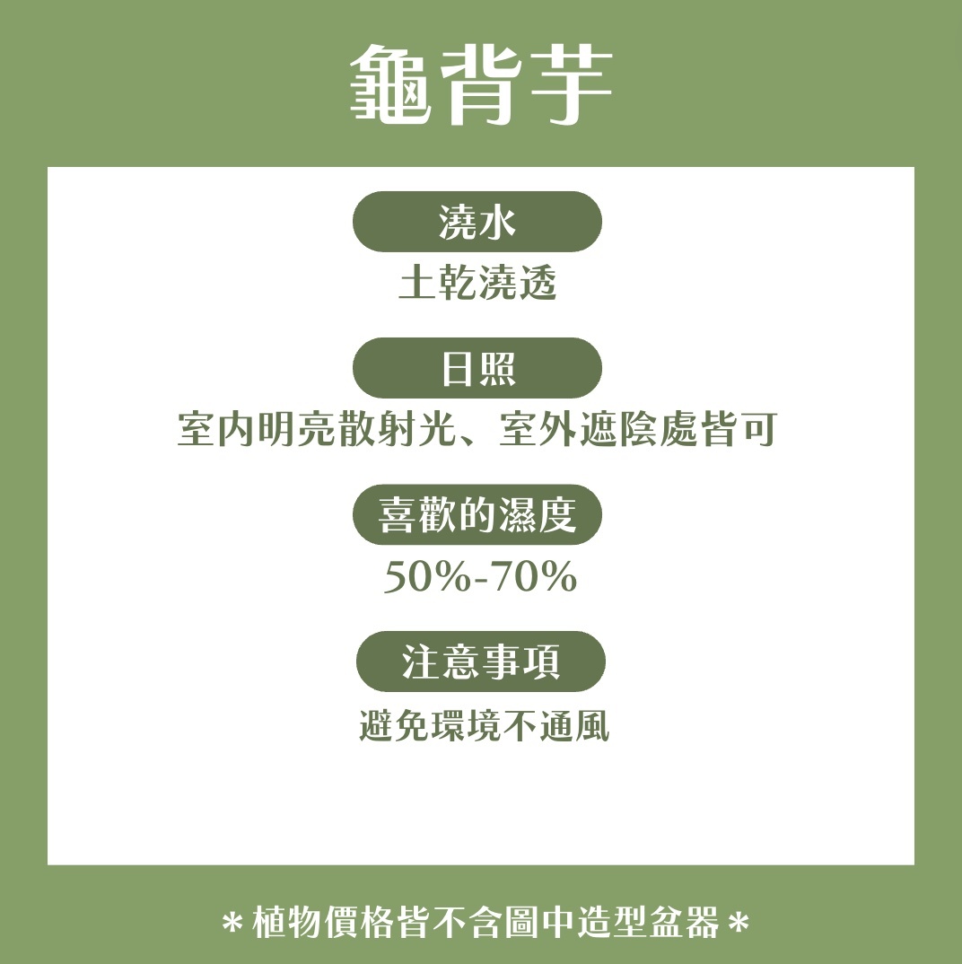 【𝐂𝐡𝐞𝐧’𝐬 𝐏𝐥𝐚𝐧𝐭限定聯名】龜背芋