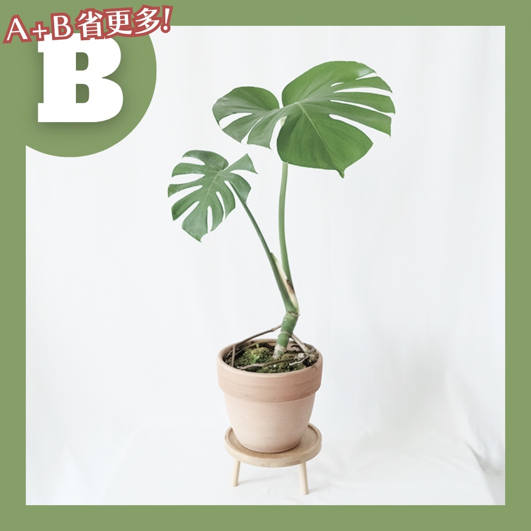 【𝐂𝐡𝐞𝐧’𝐬 𝐏𝐥𝐚𝐧𝐭限定聯名】龜背芋