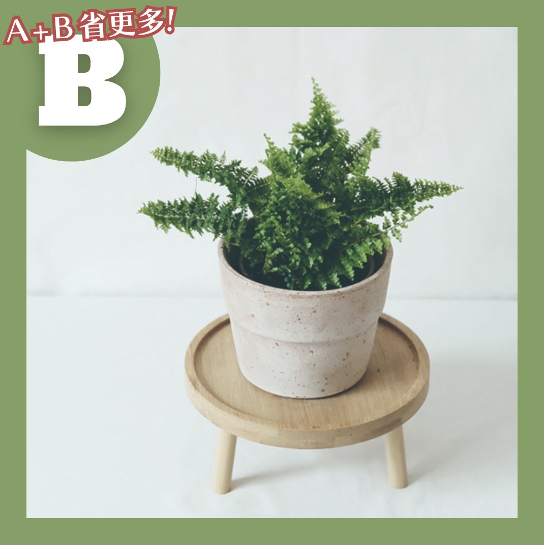 【𝐂𝐡𝐞𝐧’𝐬 𝐏𝐥𝐚𝐧𝐭限定聯名】密葉腎蕨