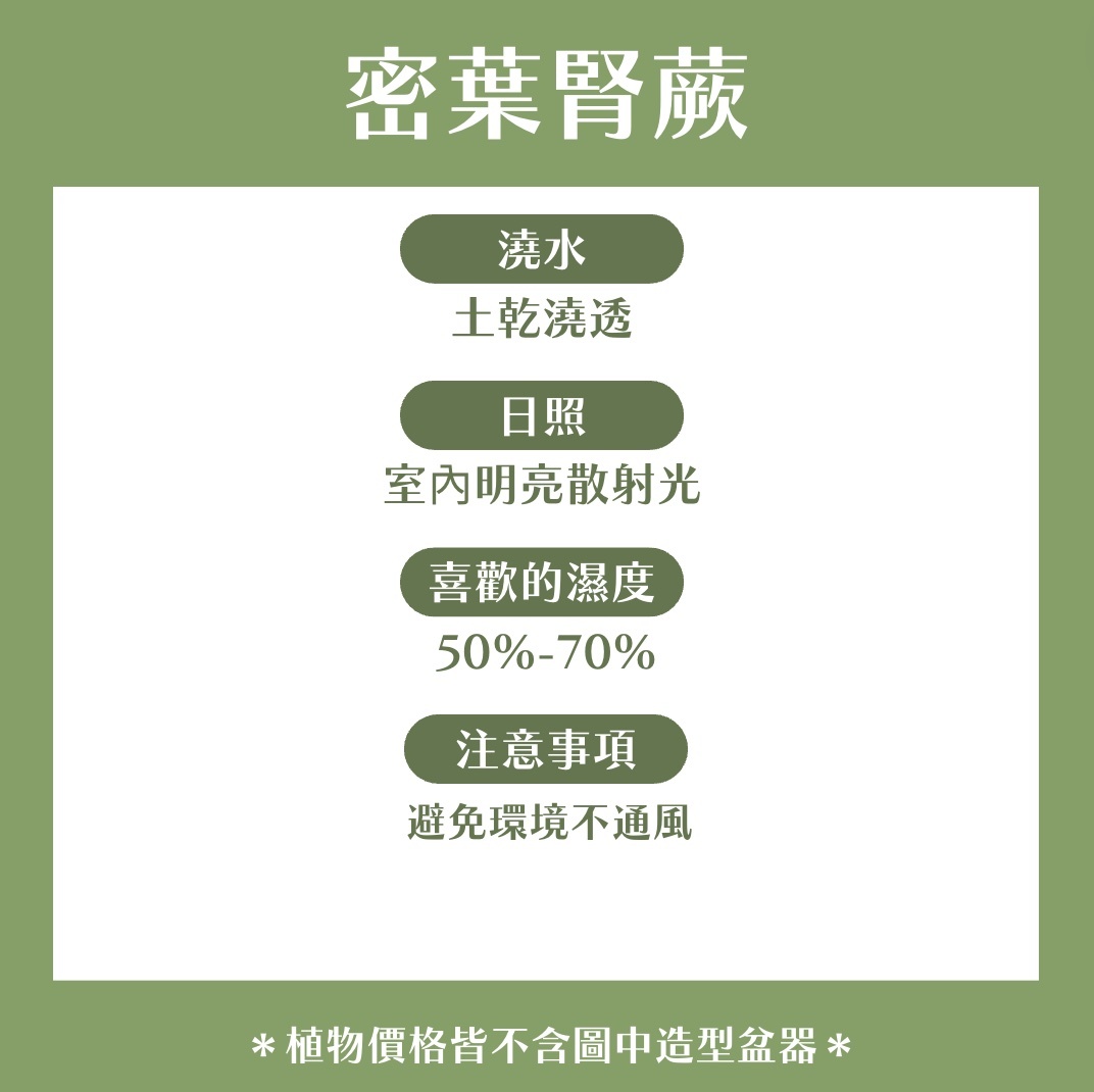 【𝐂𝐡𝐞𝐧’𝐬 𝐏𝐥𝐚𝐧𝐭限定聯名】密葉腎蕨