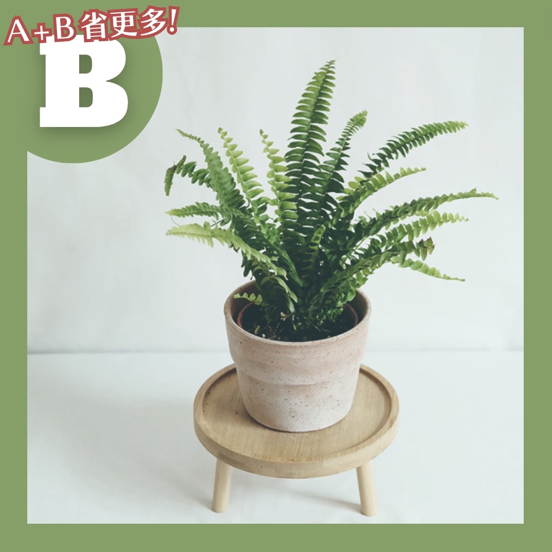 【𝐂𝐡𝐞𝐧’𝐬 𝐏𝐥𝐚𝐧𝐭限定聯名】波士頓腎蕨