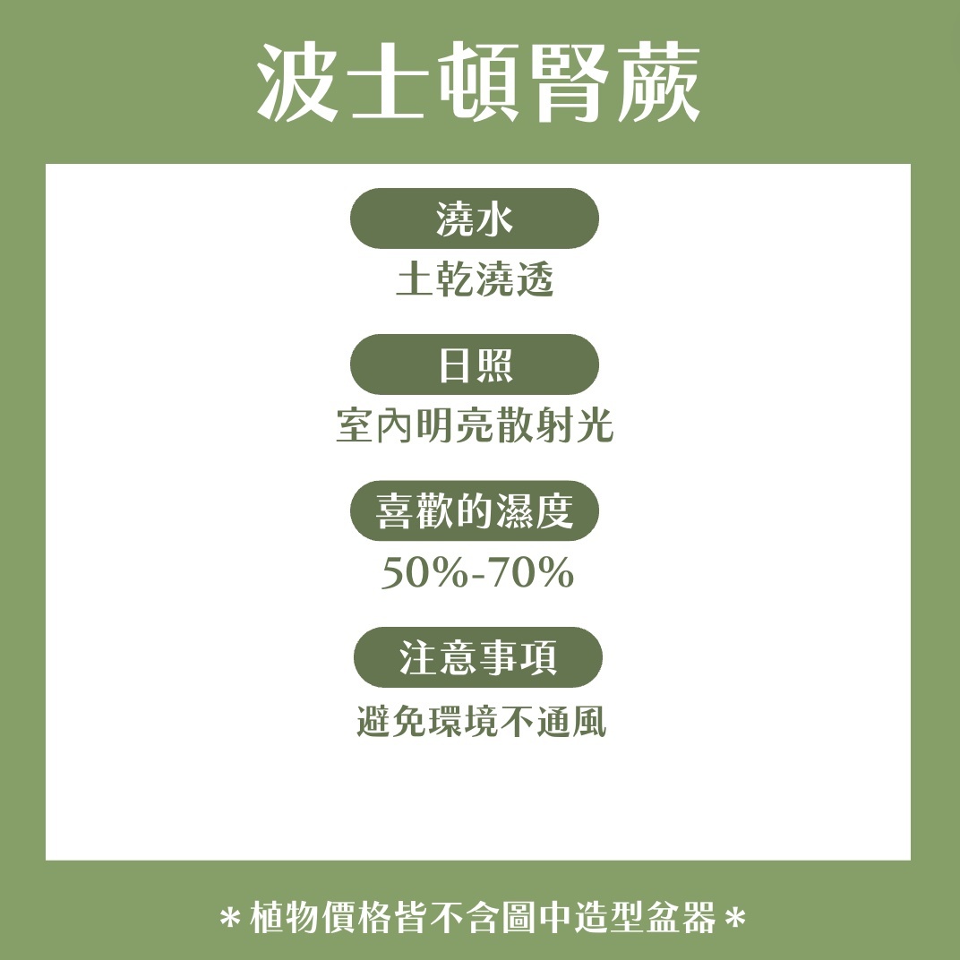 【𝐂𝐡𝐞𝐧’𝐬 𝐏𝐥𝐚𝐧𝐭限定聯名】波士頓腎蕨