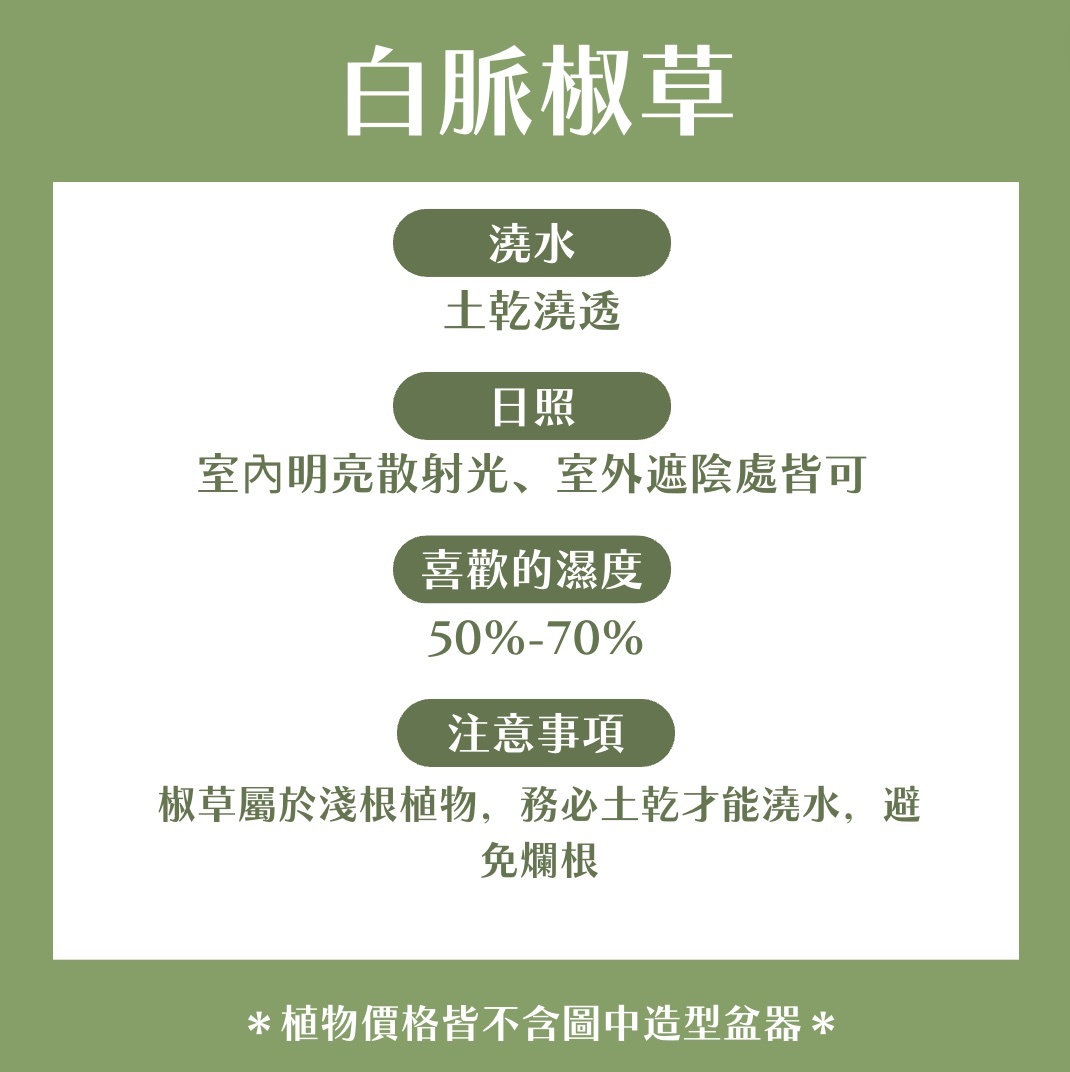 【𝐂𝐡𝐞𝐧’𝐬 𝐏𝐥𝐚𝐧𝐭限定聯名】白脈椒草