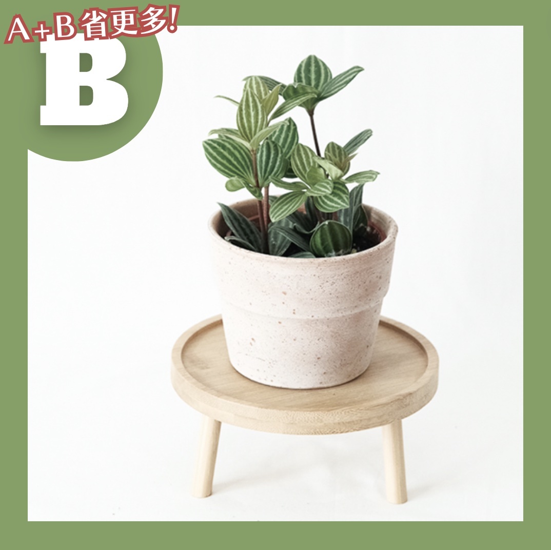 【𝐂𝐡𝐞𝐧’𝐬 𝐏𝐥𝐚𝐧𝐭限定聯名】白脈椒草