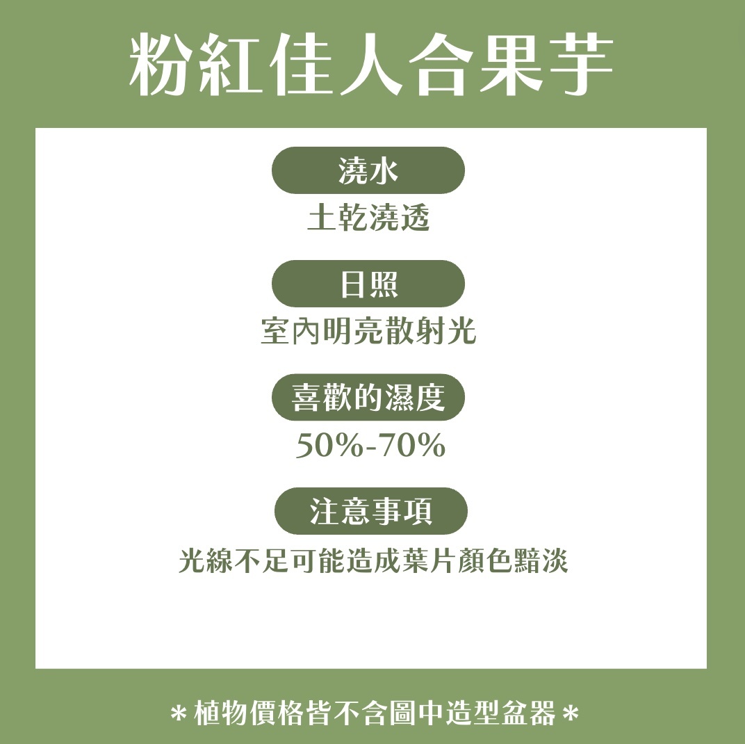【𝐂𝐡𝐞𝐧’𝐬 𝐏𝐥𝐚𝐧𝐭限定聯名】粉紅佳人合果芋