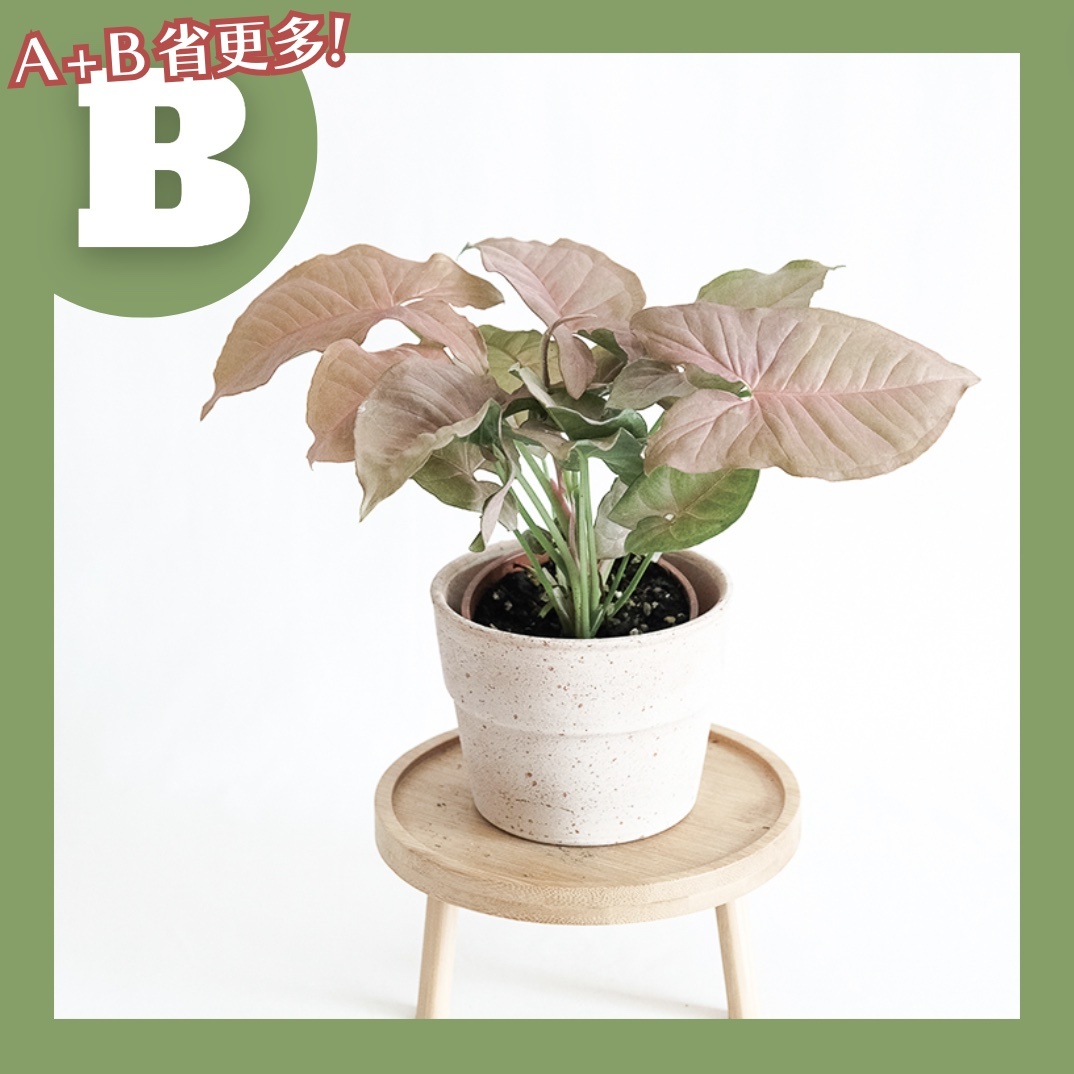 【𝐂𝐡𝐞𝐧’𝐬 𝐏𝐥𝐚𝐧𝐭限定聯名】粉紅佳人合果芋