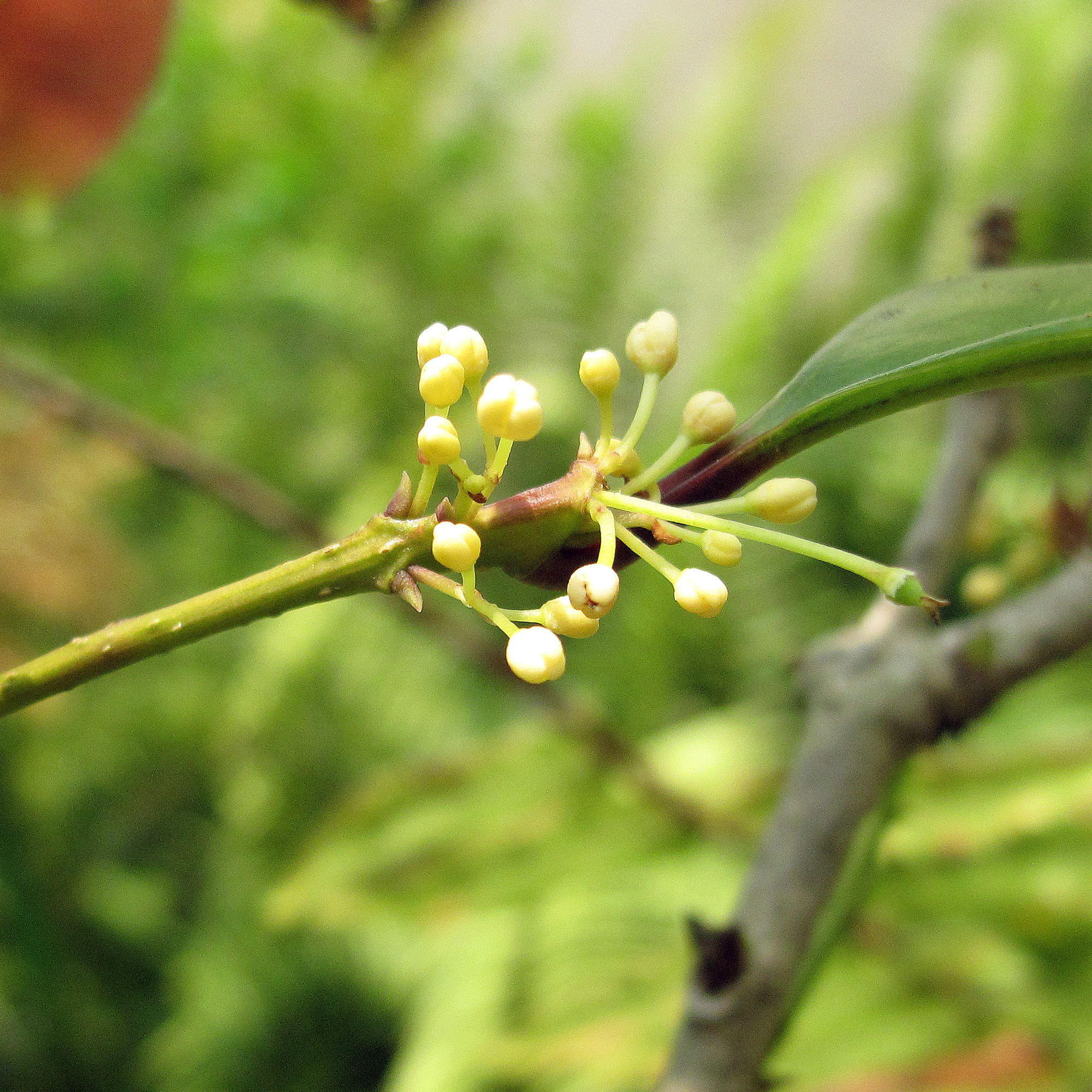 桂花紅茶丨立體茶包24入–生活袋丨七三茶堂7teahouse