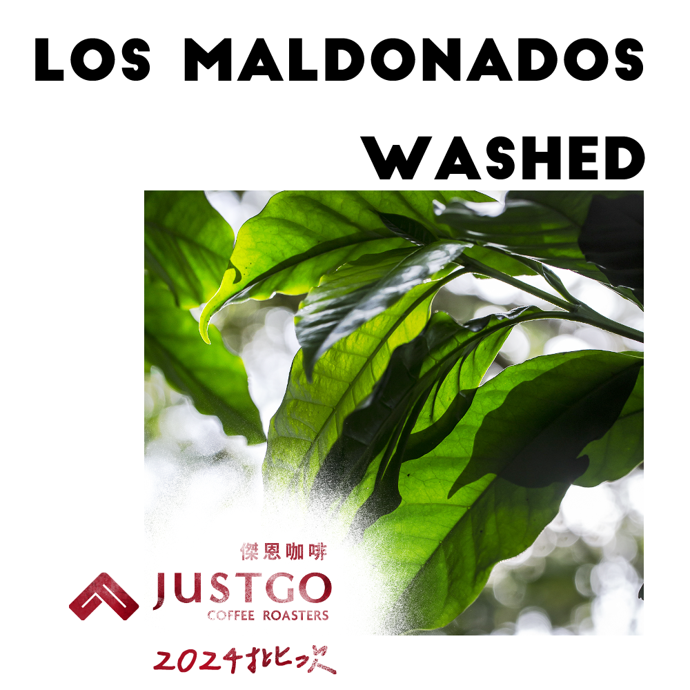 [生豆] No.126 宏都拉斯 瑪多那多 水洗