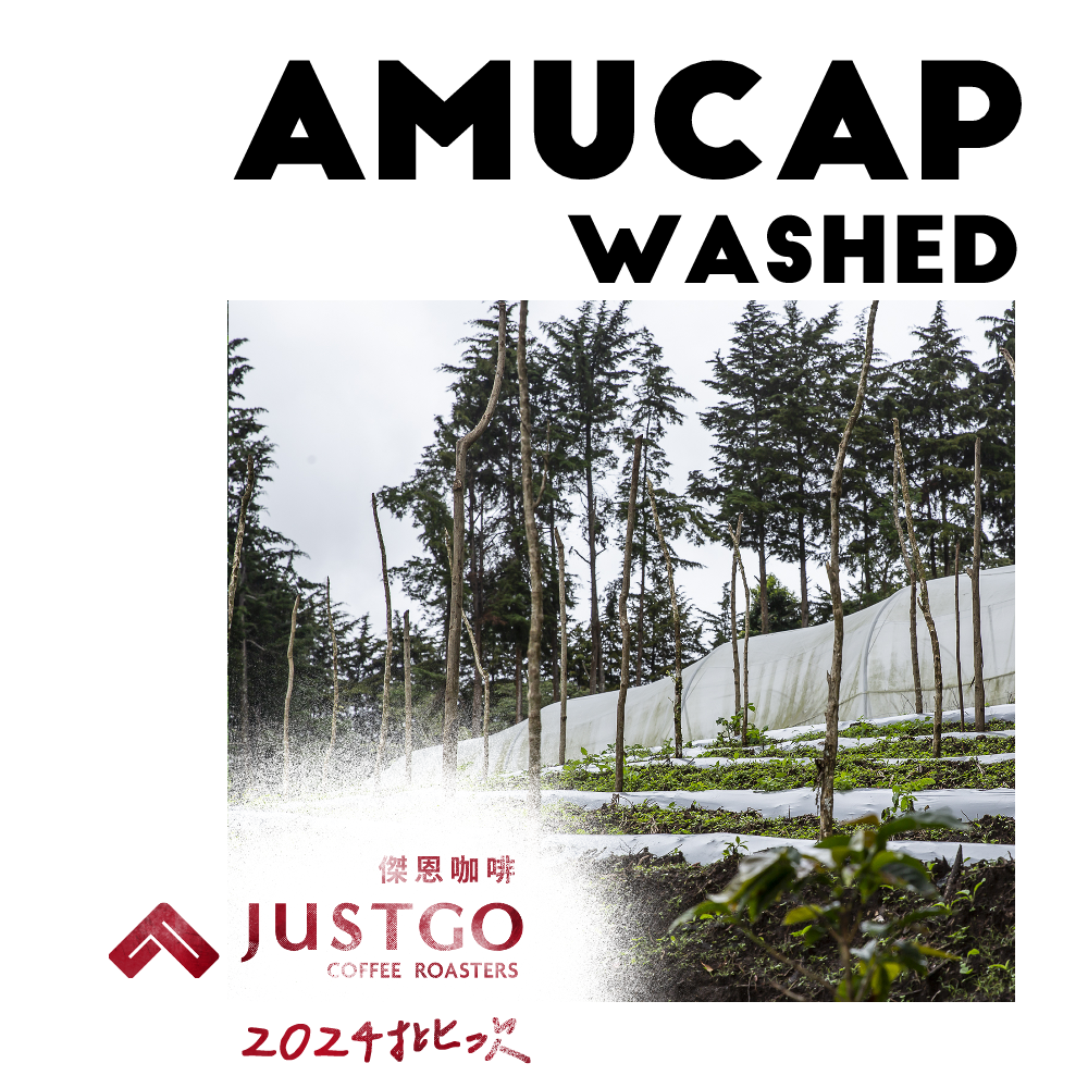 [生豆] No.3 宏都拉斯 微風鐘樓 水洗