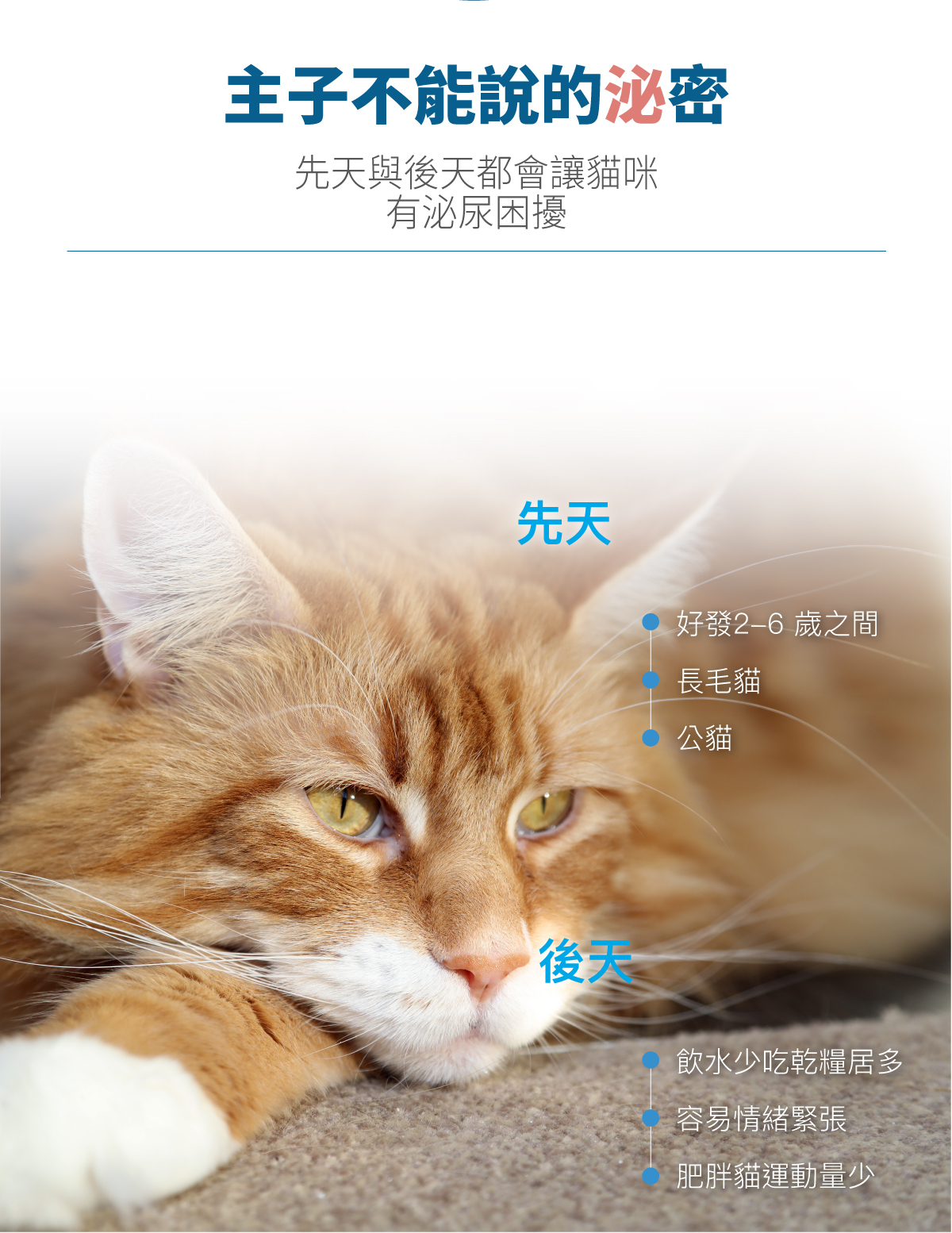 Moreson 木入森｜貓咪好規泌