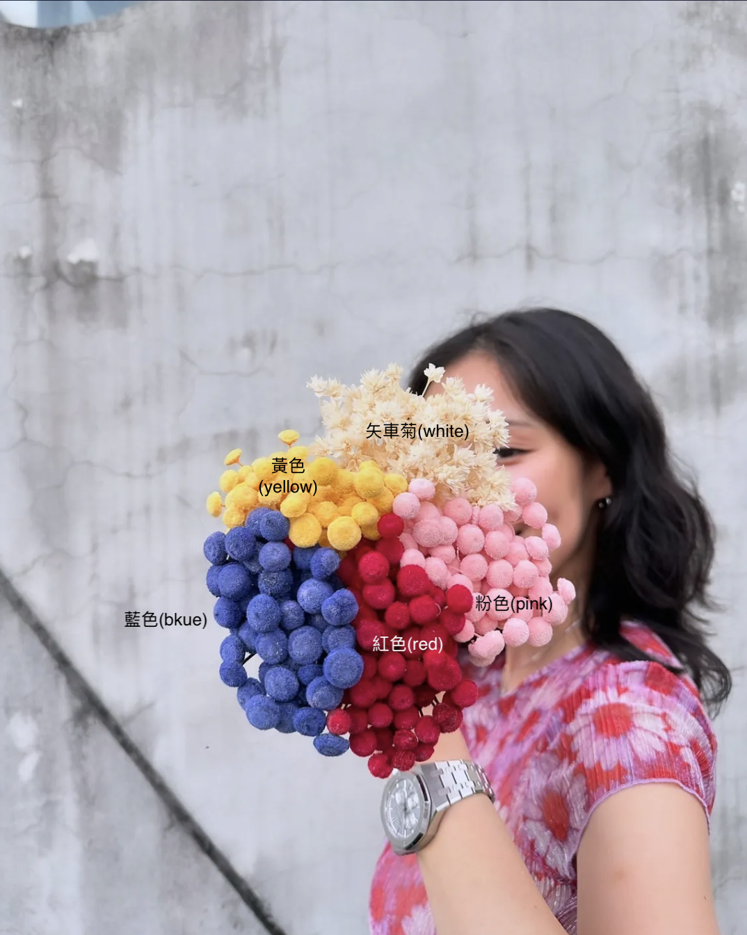 日本永生鈕扣菊/乾燥矢車菊