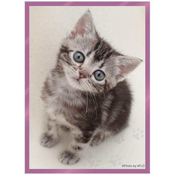 「アメリカン・ショートヘア」 ブロッコリーキャラクタースリーブ プラチナグレード