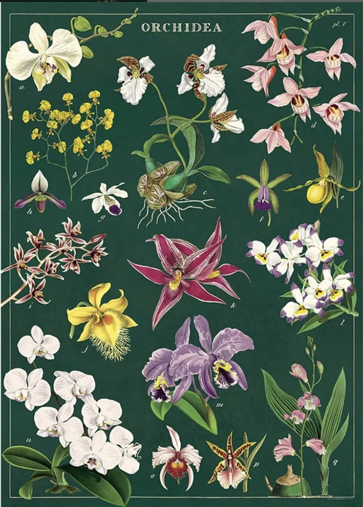 Cavallini｜美國 Cavallini & Co.包裝紙/海報 -蘭花