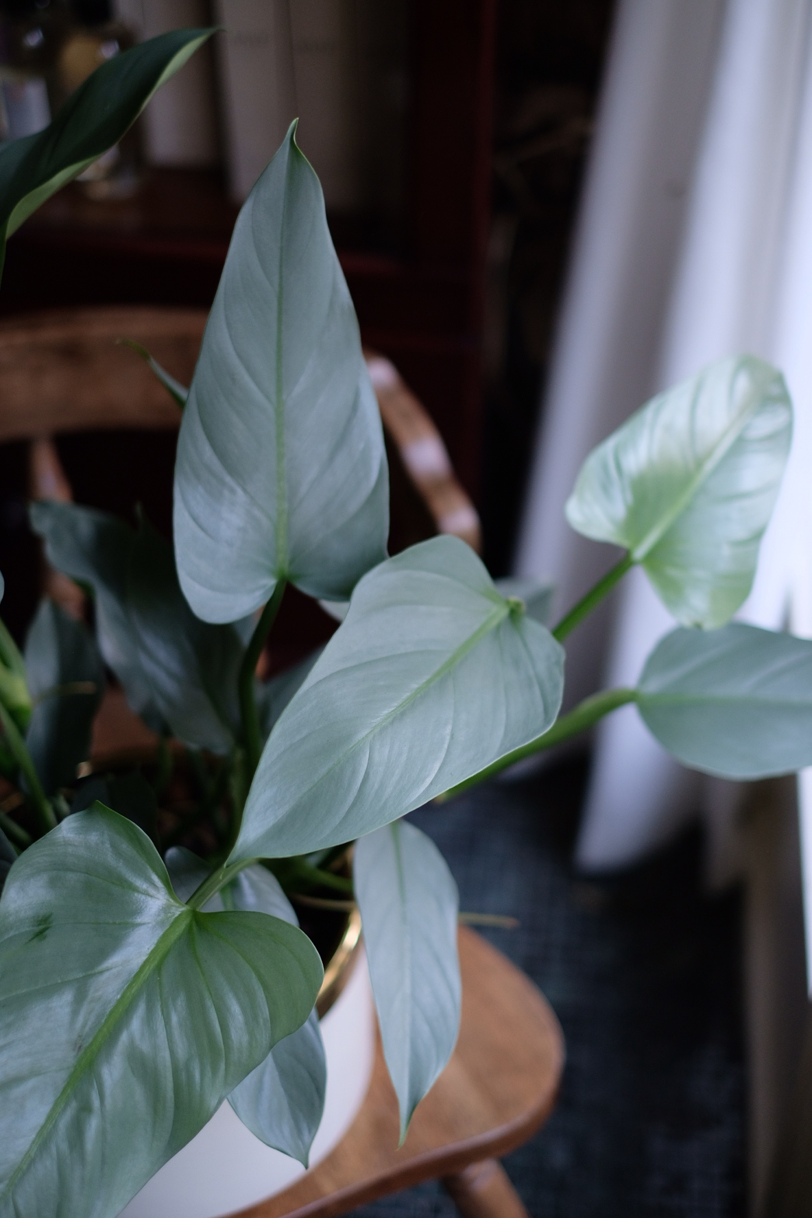 銀葉蔓綠絨 [開幕 升官]