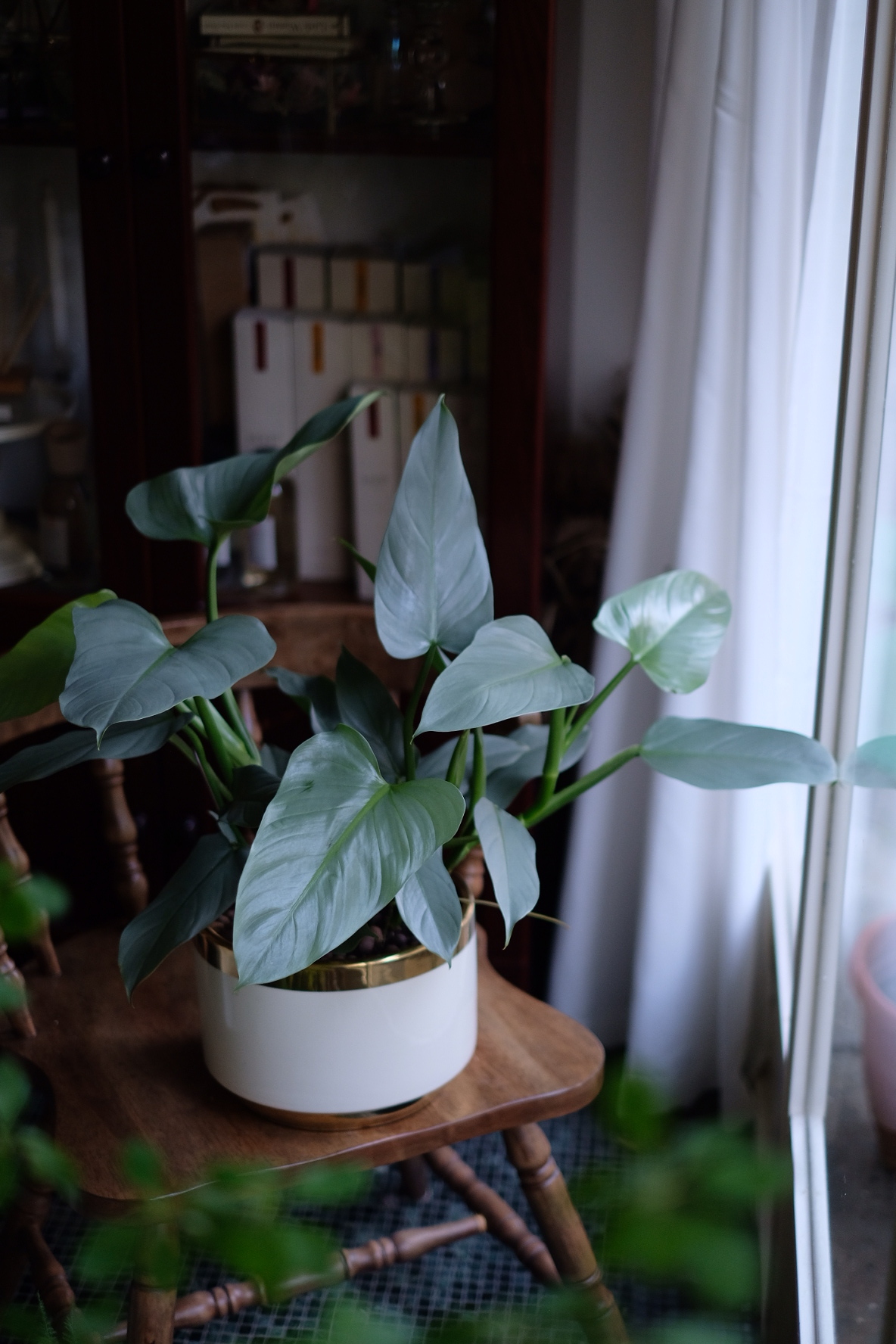 銀葉蔓綠絨 [開幕 升官]