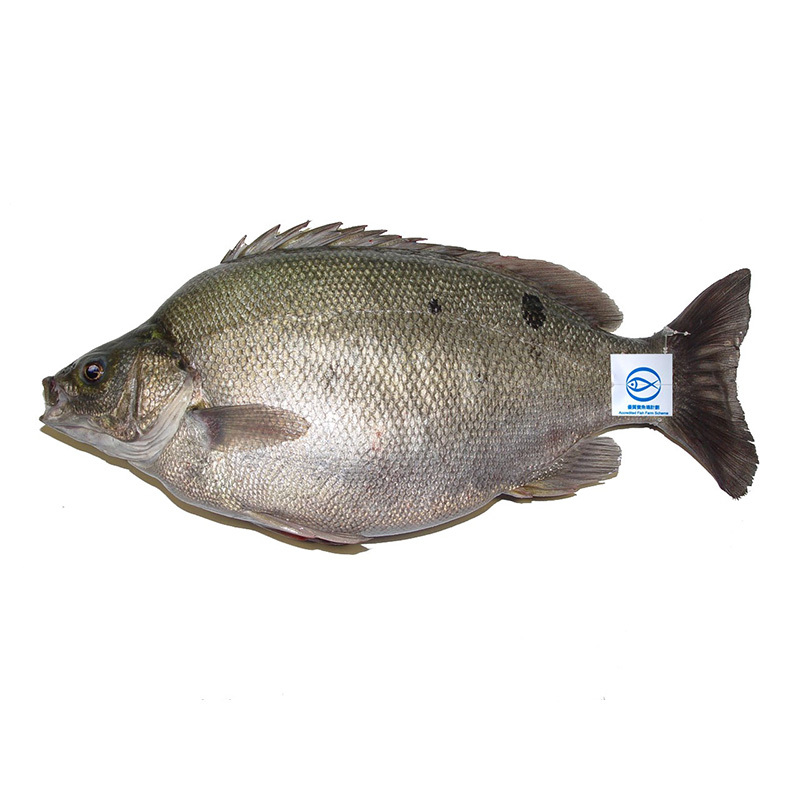 本地速凍優質寶石魚1條 300g/件