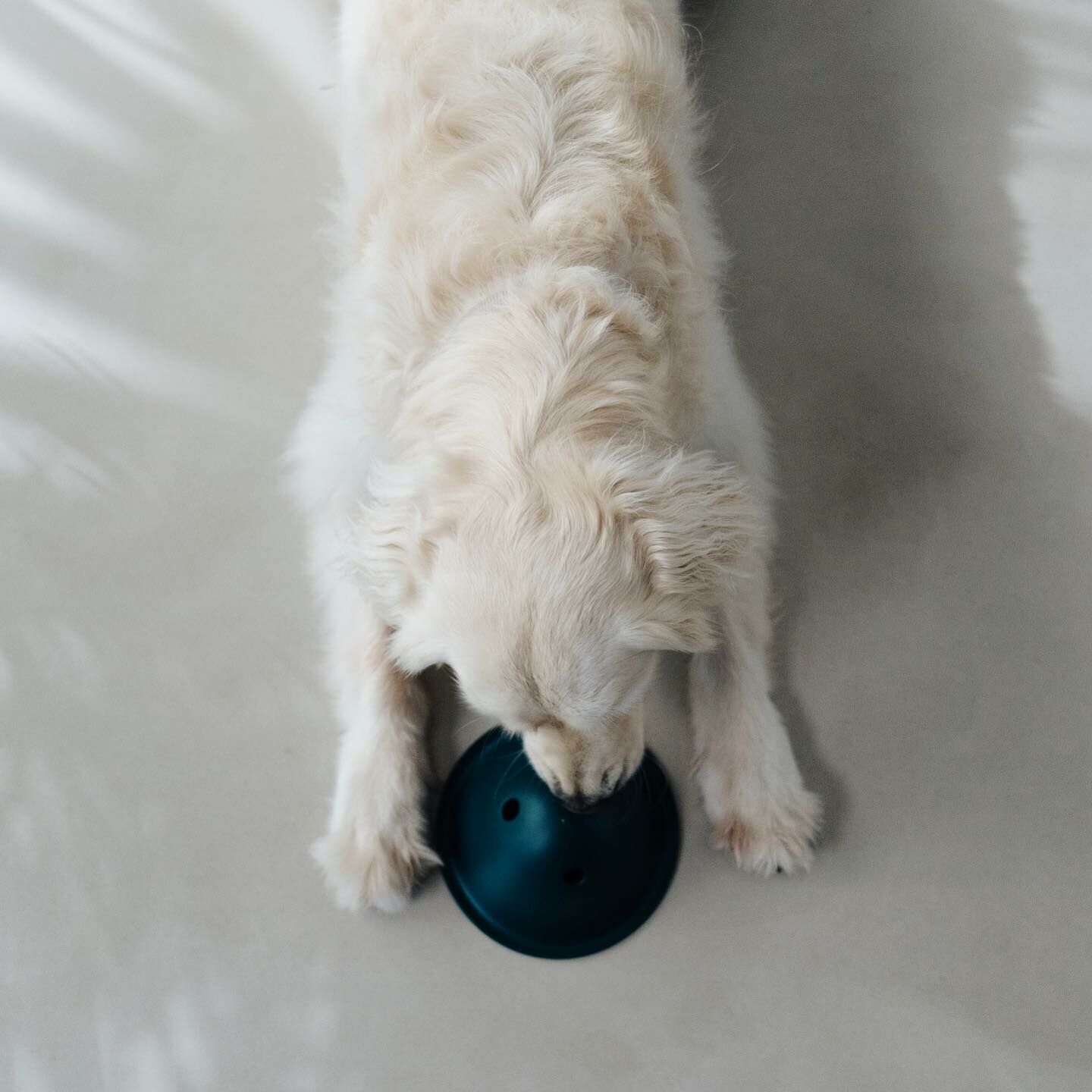 美國Flevo Pets｜嗅聞互動跑跑碗（S）