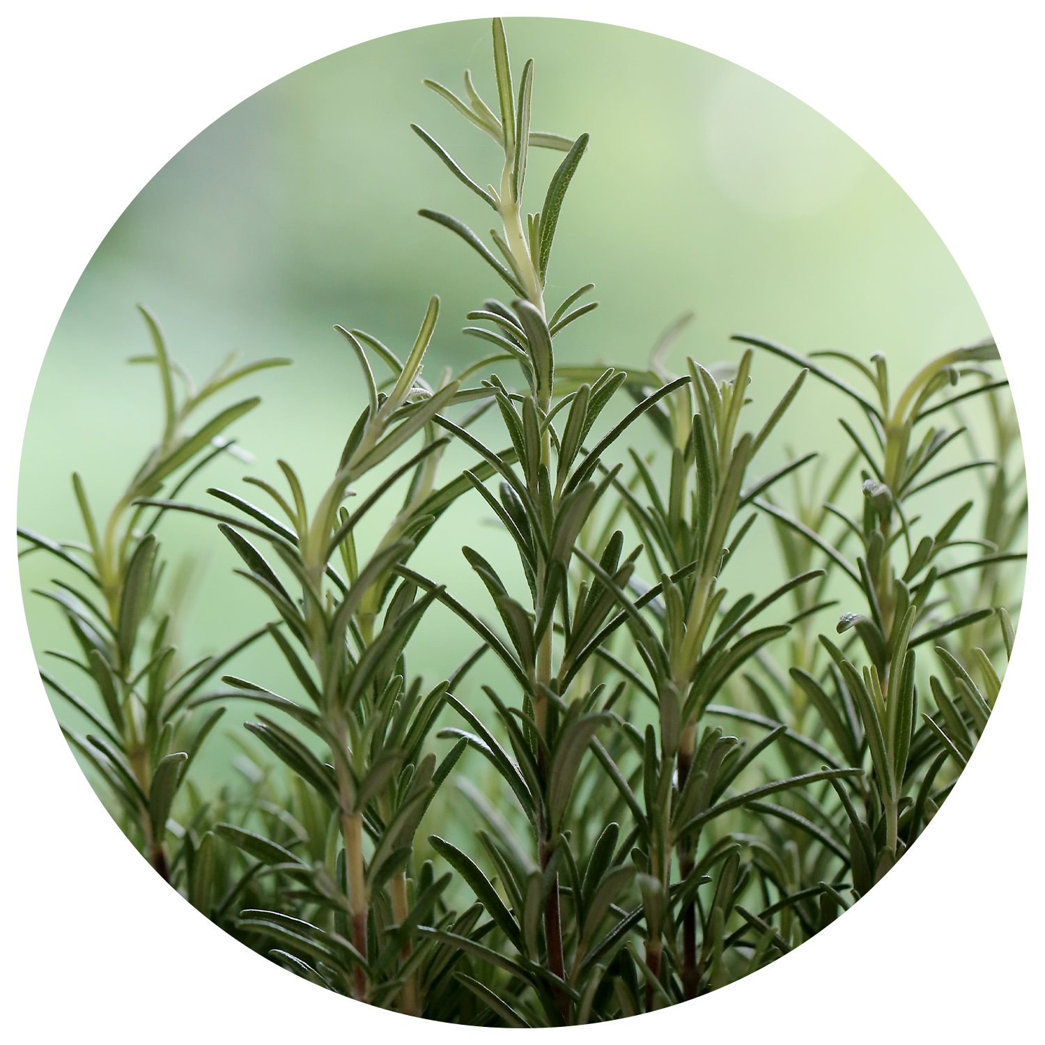 桉油醇迷迭香精油