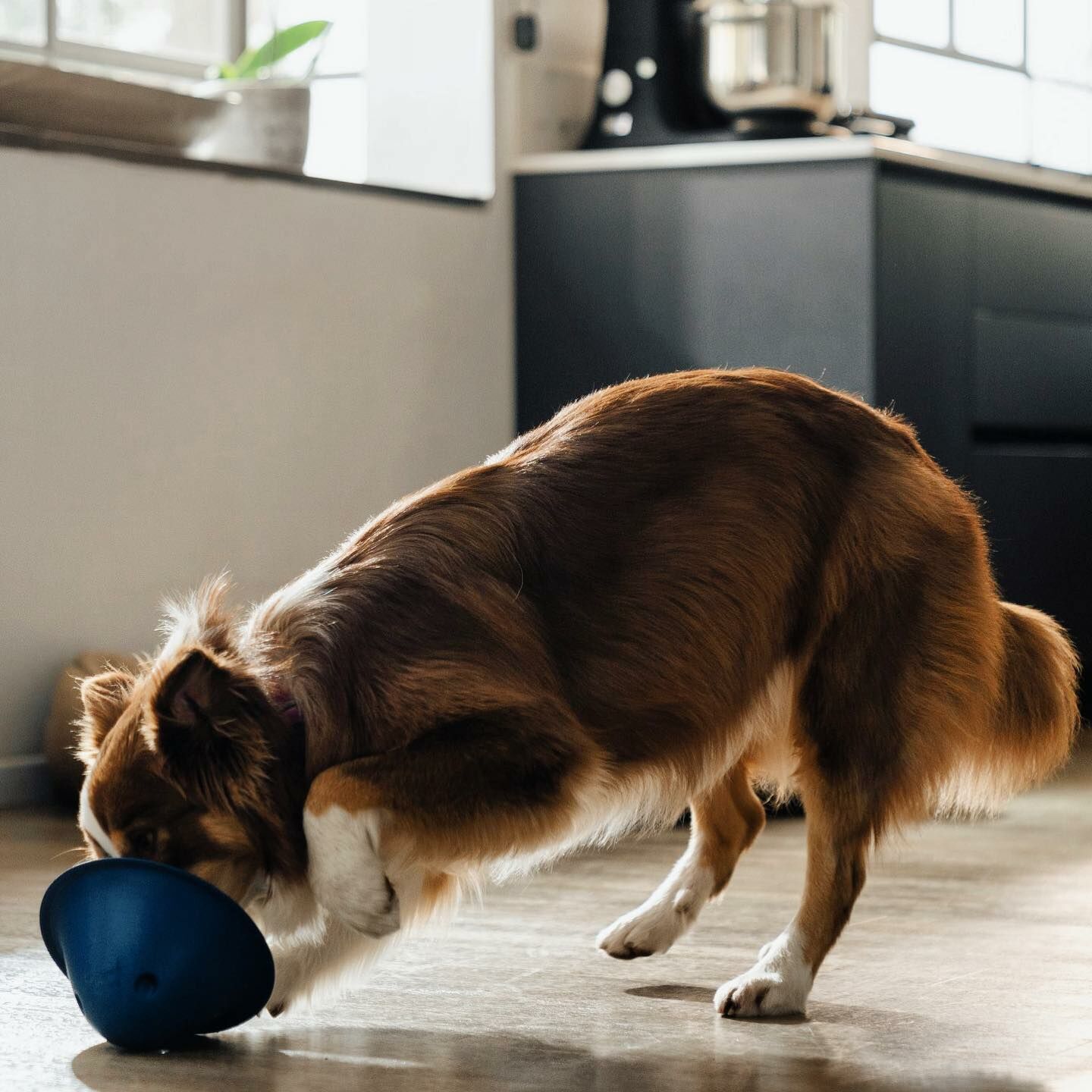 美國Flevo Pets｜嗅聞互動跑跑碗（Ｍ）